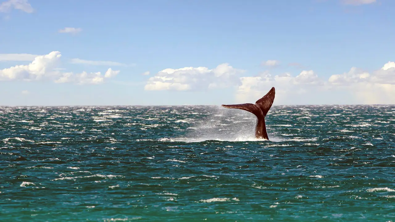 Best things to do on a whale watching safari in Mirissa, Sri Lanka