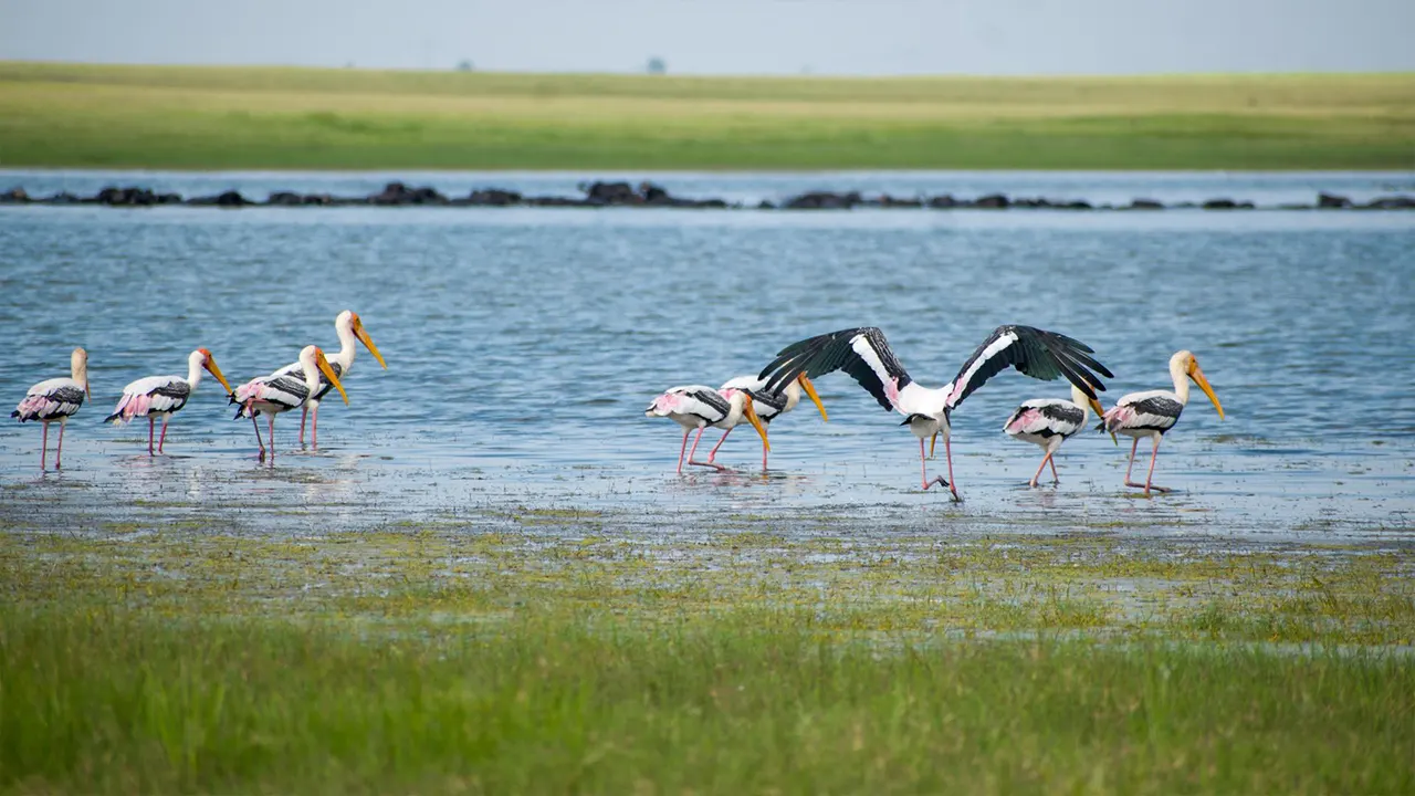 Bundala Bird Watching Safari