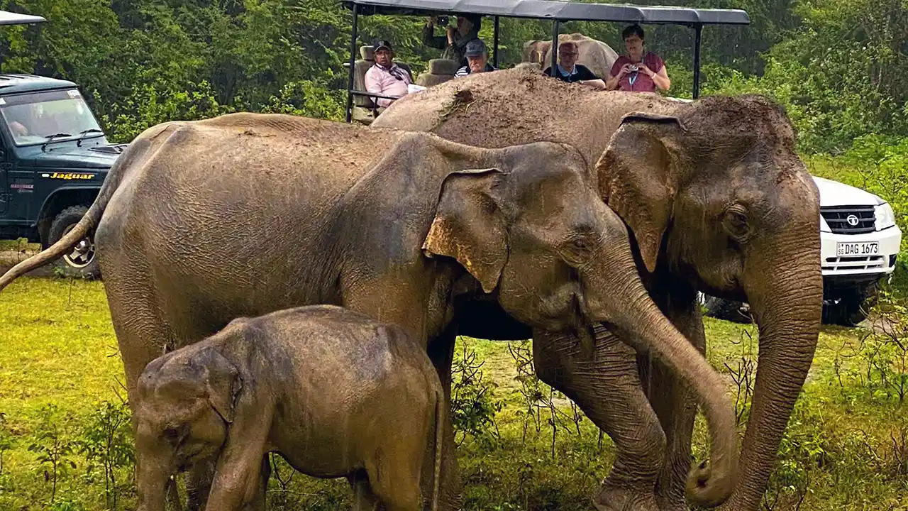Udawalawe Elephant Safari