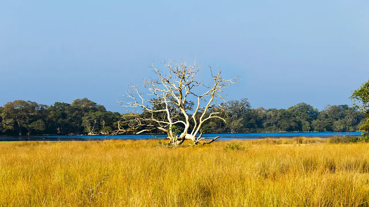 Wilpattu Leopard Safari