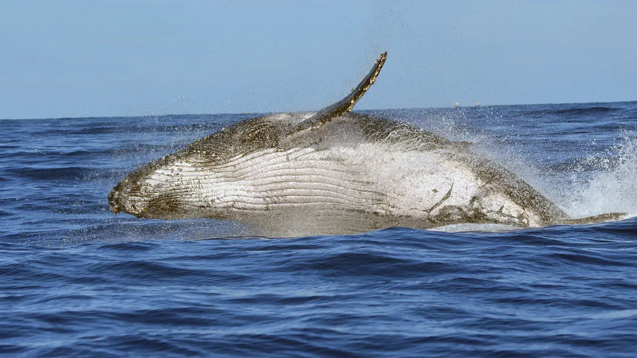 Blue whale sightings during a Mirissa whale watching safari, Sri Lanka