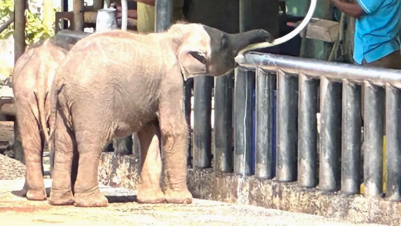 Elephant calf bottle feeding at Pinnawala Elephant Orphanage, Sri Lanka