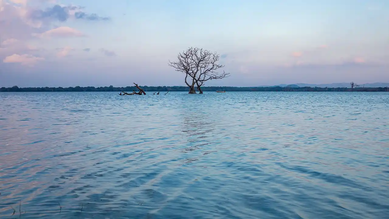 Coastal lagoon bird safari in Sri Lanka
