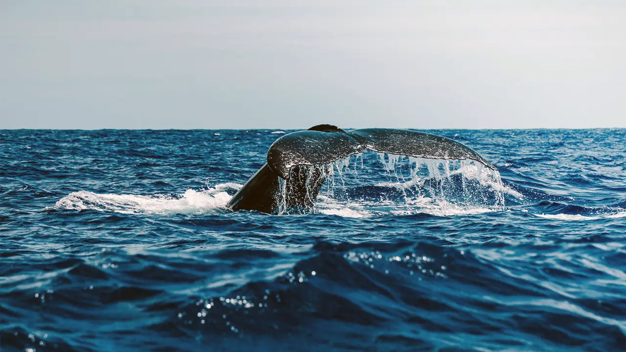 December to April peak whale watching season in Sri Lanka