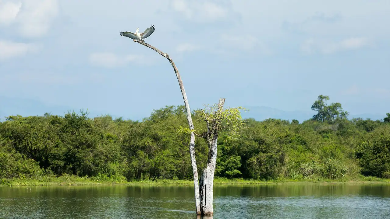 East coast access from Arugam Bay to Kumana Bird Sanctuary, Sri Lanka