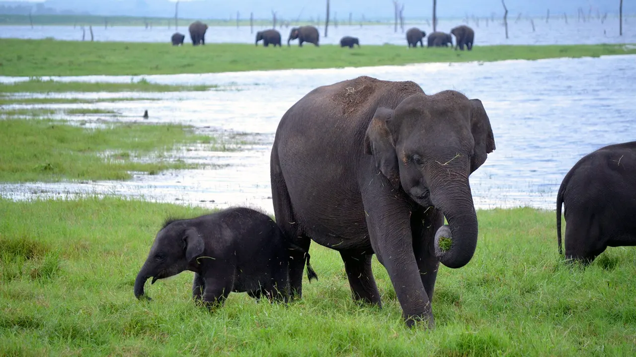 Elephant Gathering safari experience in Sri Lanka with Sri Lanka Travel Tours