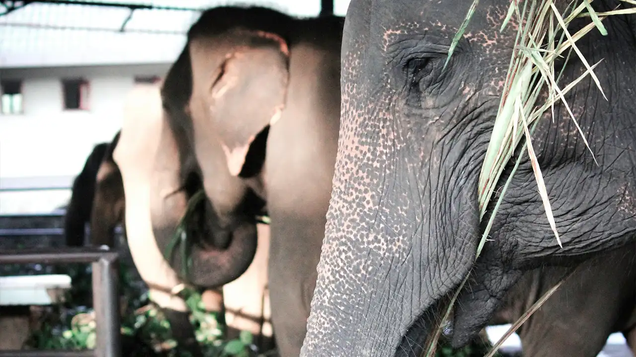 Elephant feeding at Udawalawe Elephant Transit Home, Sri Lanka