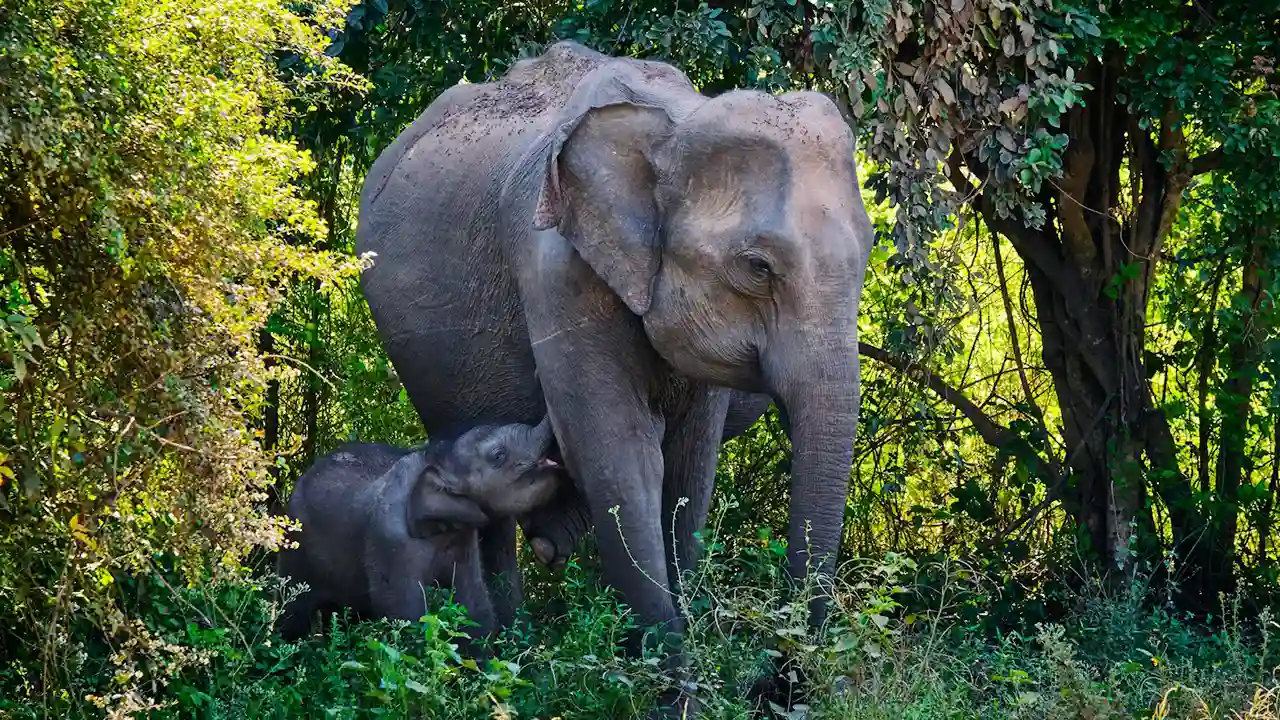 Elephant watching safari in Sri Lanka