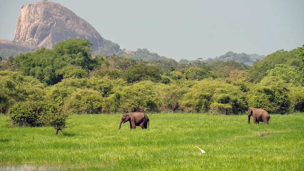 Elephants and leopards in Kumana National Park, Sri Lanka