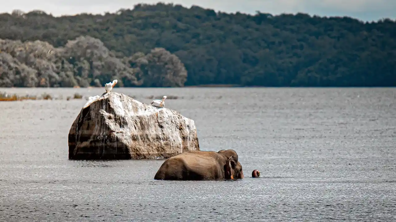 Elephants swimming between islands in Gal Oya National Park, Sri Lanka