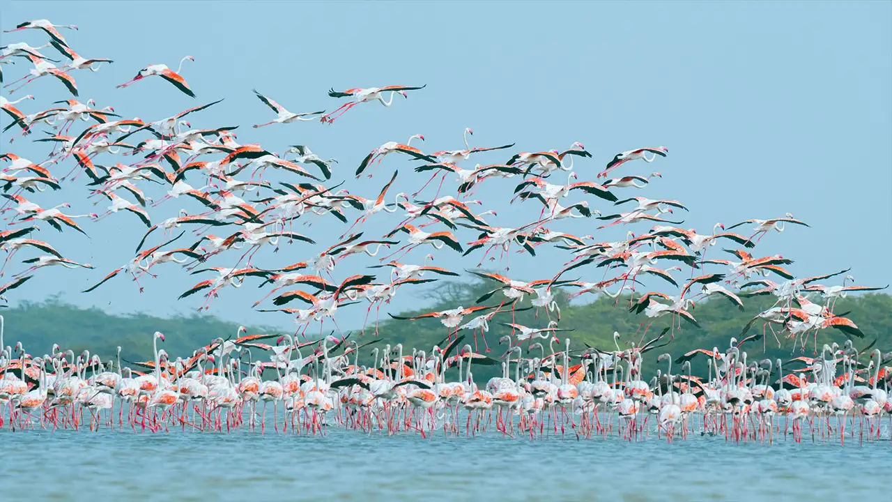 Greater flamingo flock at Bundala National Park in Sri Lanka