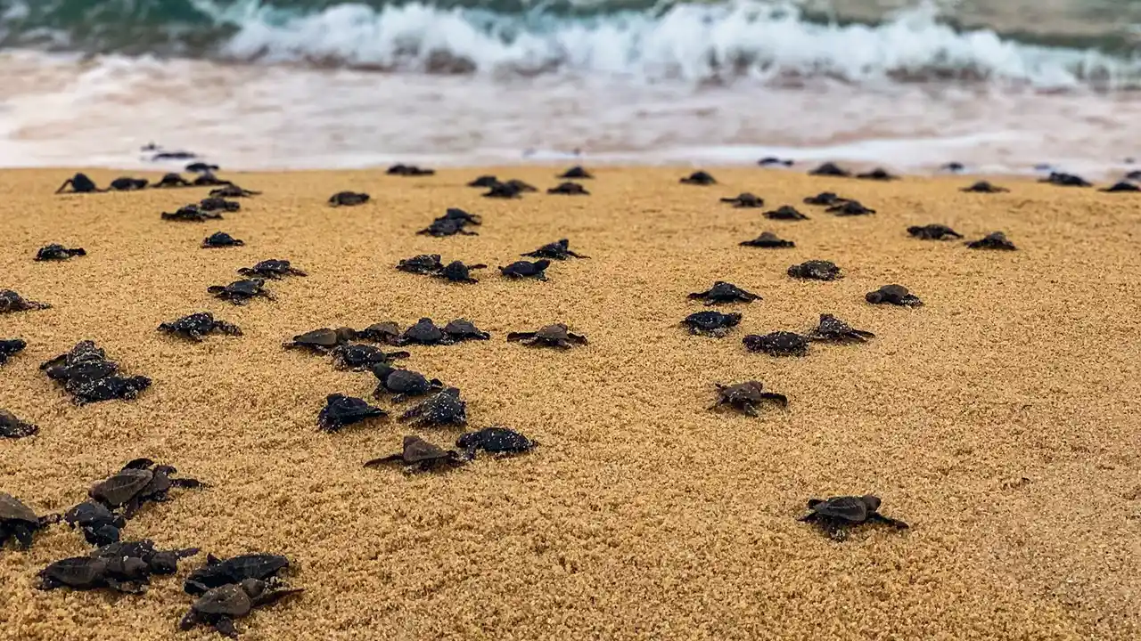 Sea turtle hatchling releases at Kosgoda, Sri Lanka