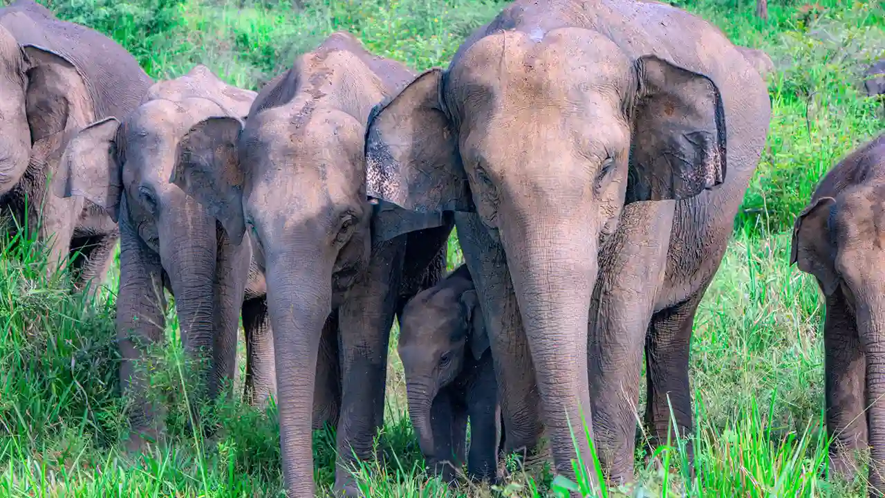 High elephant density in Wasgamuwa National Park, Sri Lanka