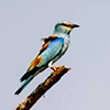Kumana National Park bird safari in Sri Lanka