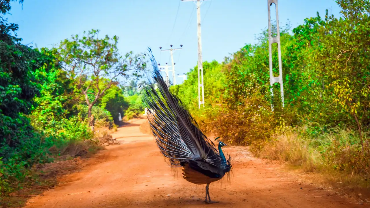 Kumana Villu bird safari in Sri Lanka