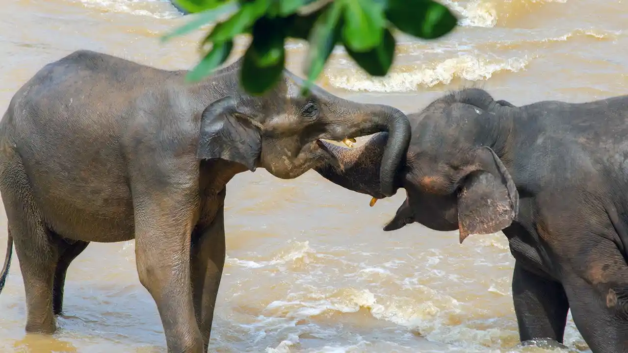 Large resident elephant herd at Pinnawala Elephant Orphanage, Sri Lanka