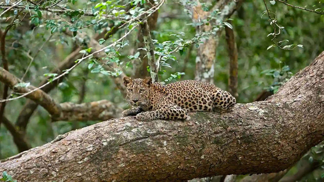 Leopard spotting safari in Sri Lanka