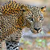 Leopard in Yala National Park, Sri Lanka`