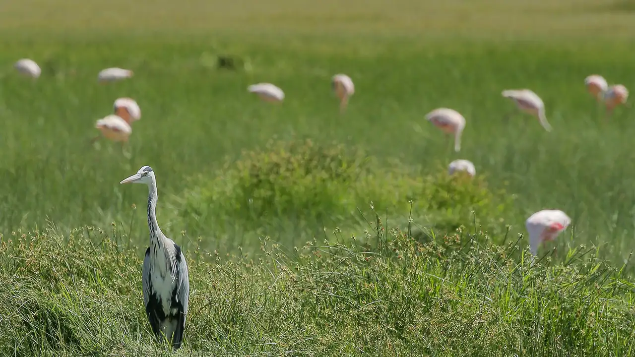 Major waterbird breeding colony in Kumana Bird Sanctuary, Sri Lanka