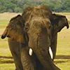Minneriya National Park safari in Sri Lanka — Sri Lanka Travel Tours