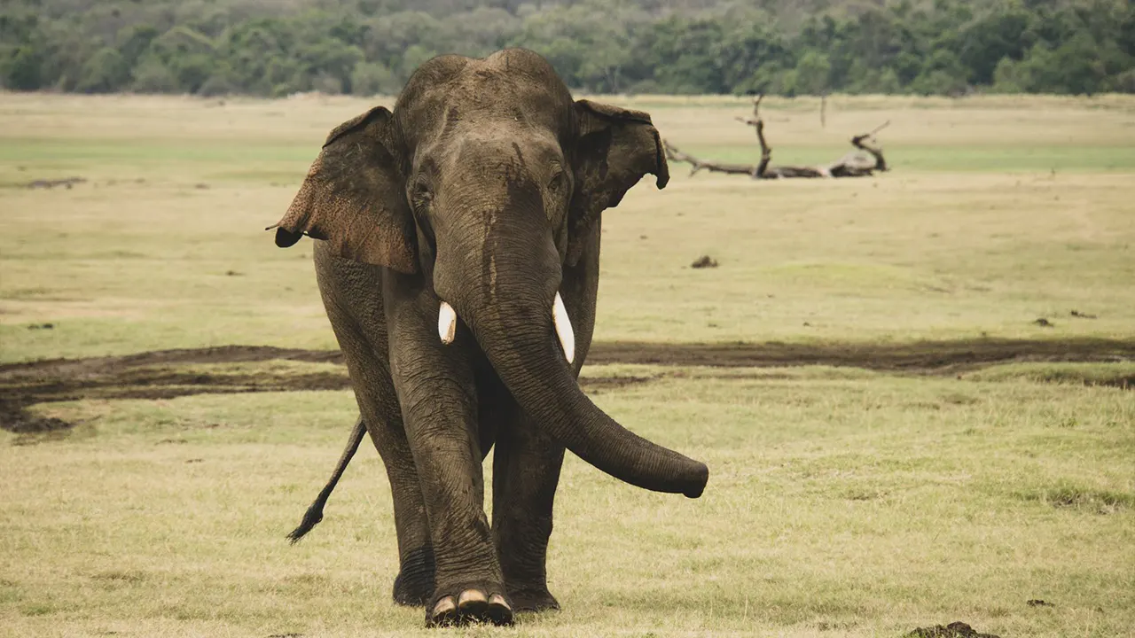 Minneriya National Park elephant safari in Sri Lanka — Sri Lanka Travel Tours