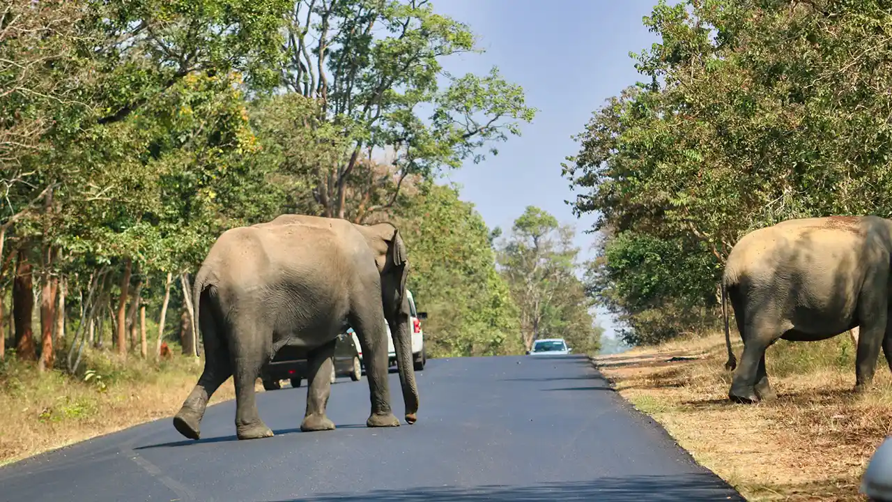Safari near Anuradhapura, Sri Lanka