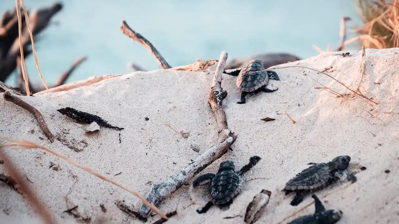 Kosgoda sea turtle hatchery near Bentota and Hikkaduwa, Sri Lanka