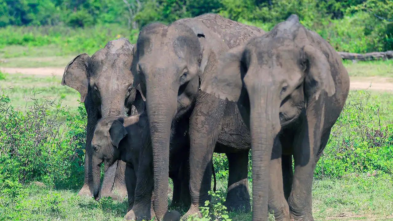 `Elephant sighting in Yala National Park, Sri Lanka`