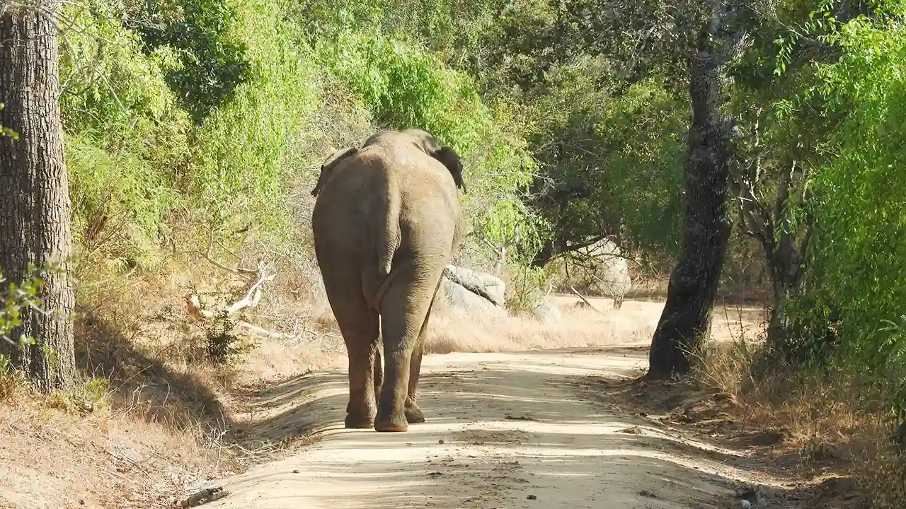 Wasgamuwa National Park near Polonnaruwa, Sri Lanka