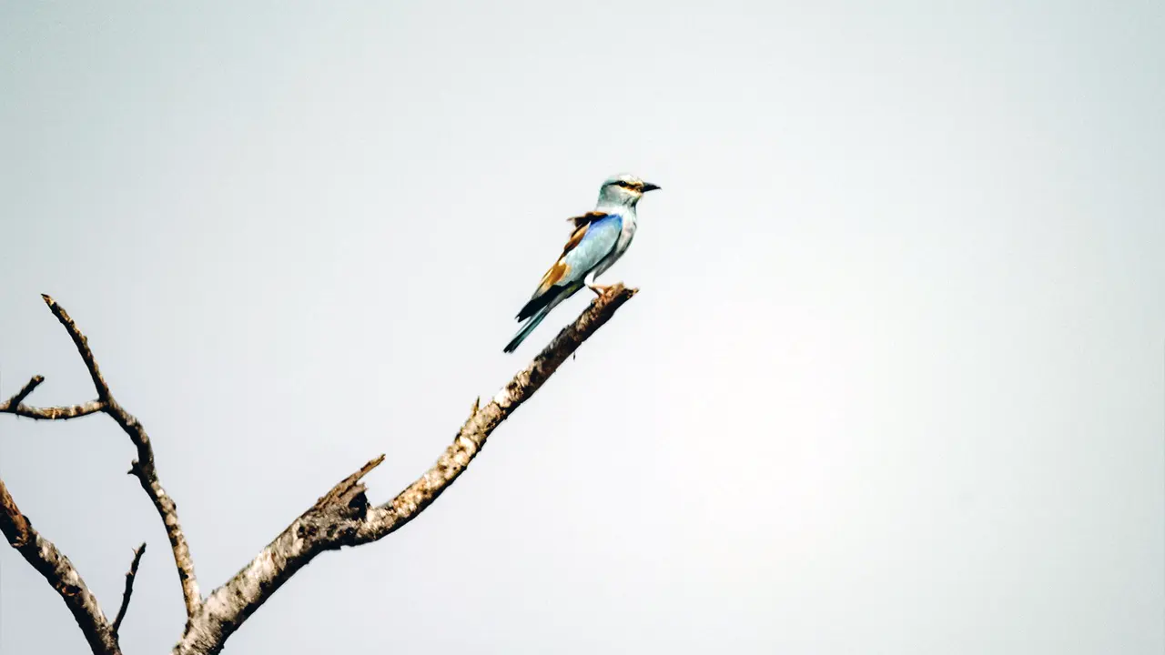 Kumana Bird Sanctuary near Pottuvil and Arugam Bay, Sri Lanka