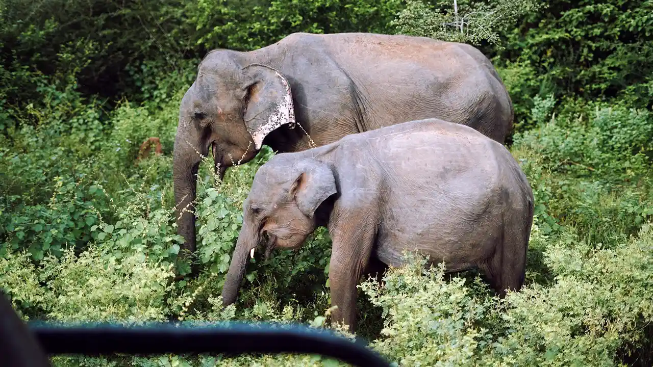 Open terrain for easier wildlife viewing in Yala National Park, Sri Lanka