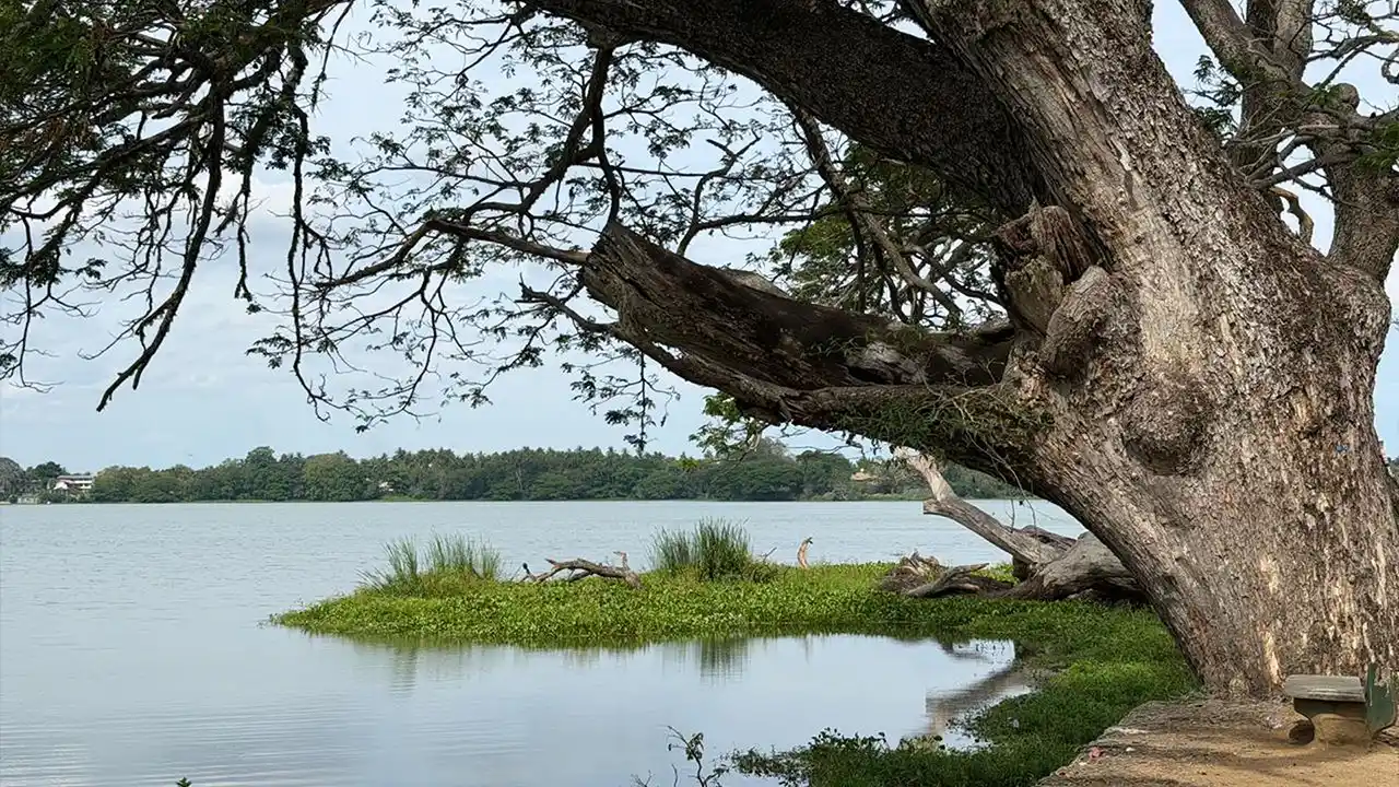 Plan your visit to Bundala National Park in Sri Lanka