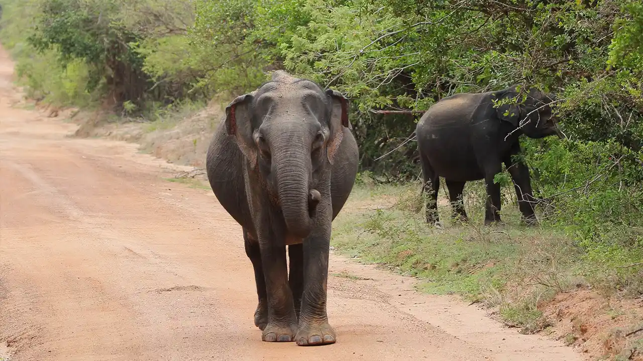 Plan your visit to Kumana National Park, Sri Lanka