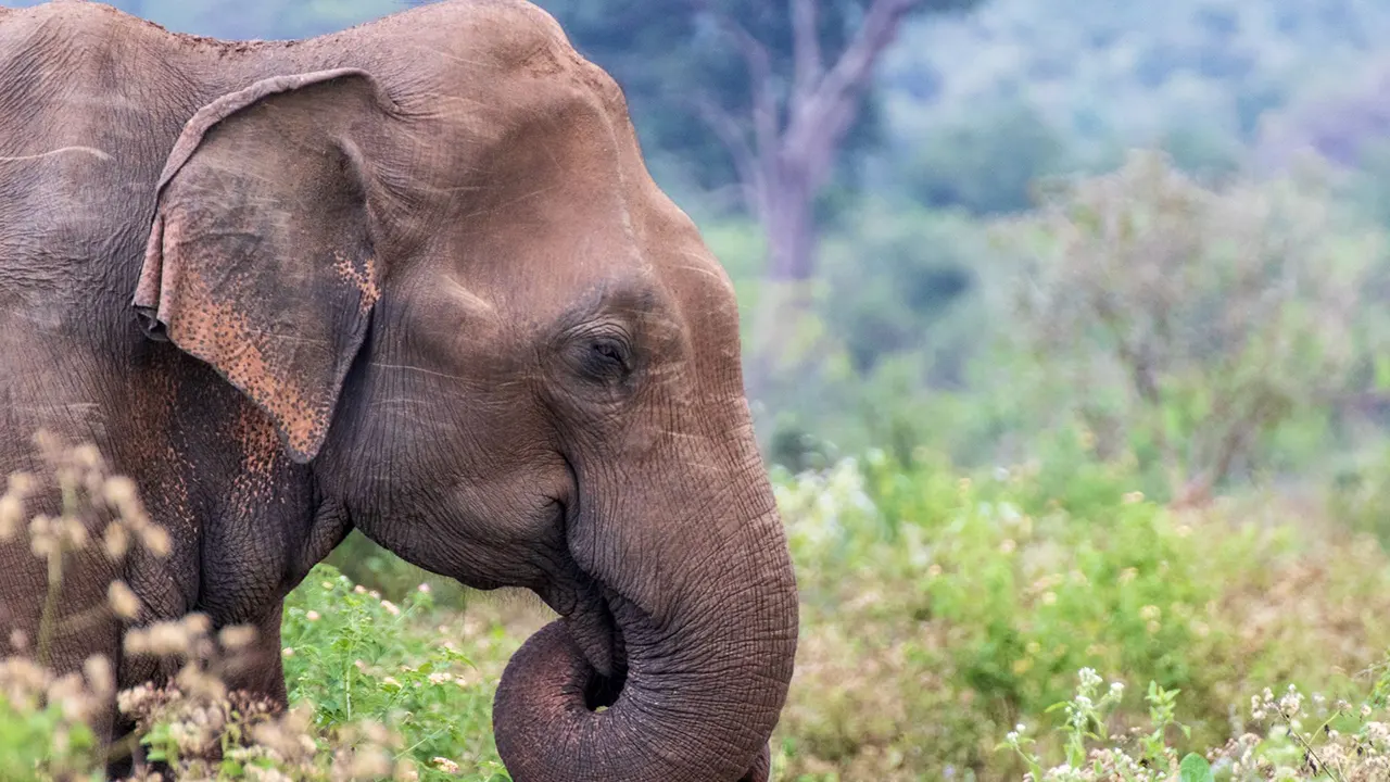 Plan your Minneriya National Park safari in Sri Lanka — Sri Lanka Travel Tours