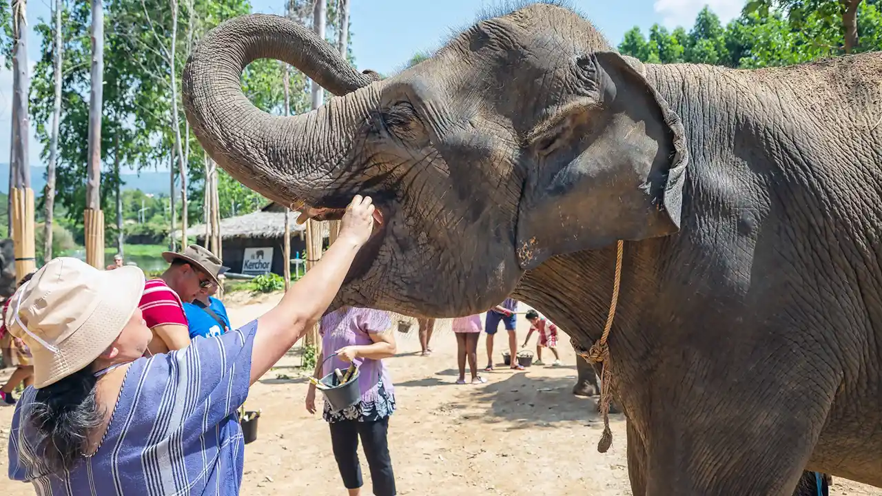 Plan your visit to Pinnawala Elephant Orphanage, Sri Lanka