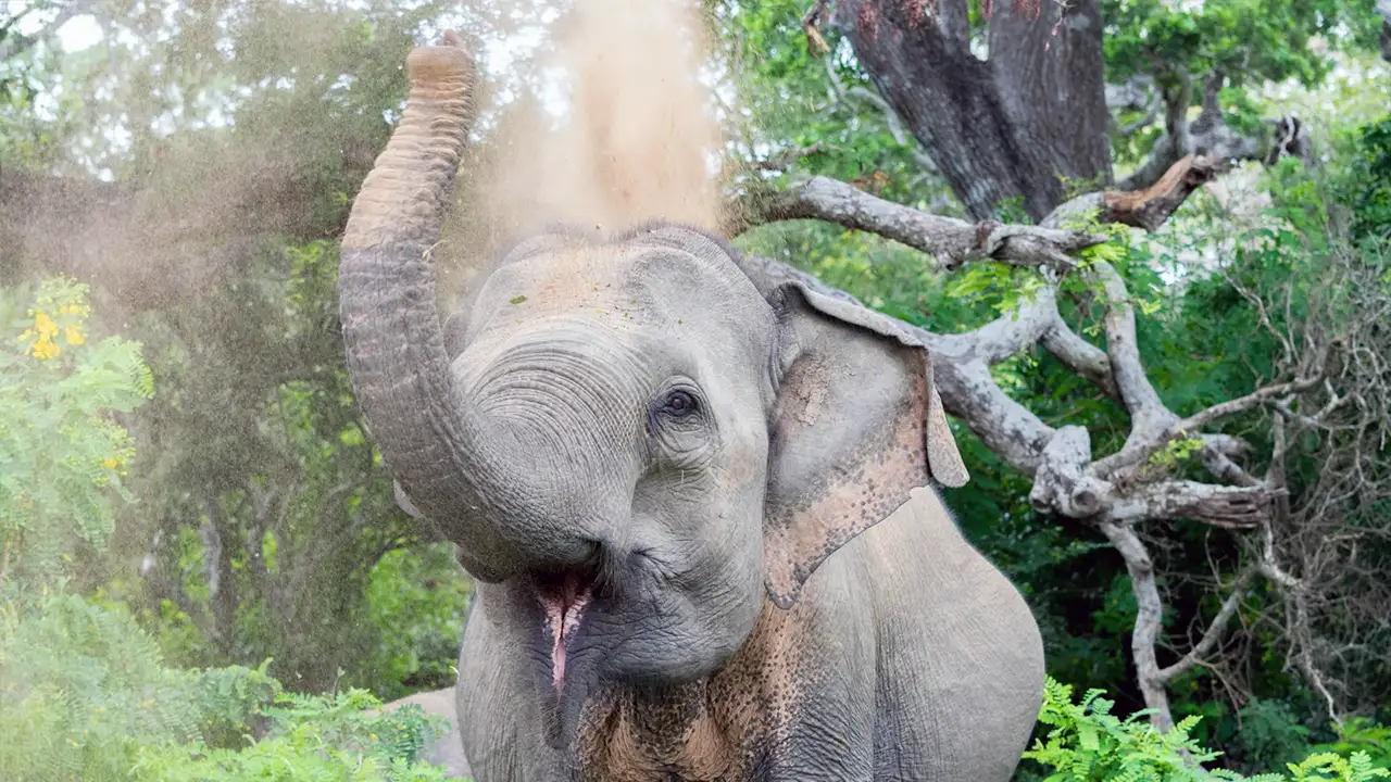 Plan your visit to Udawalawe National Park, Sri Lanka