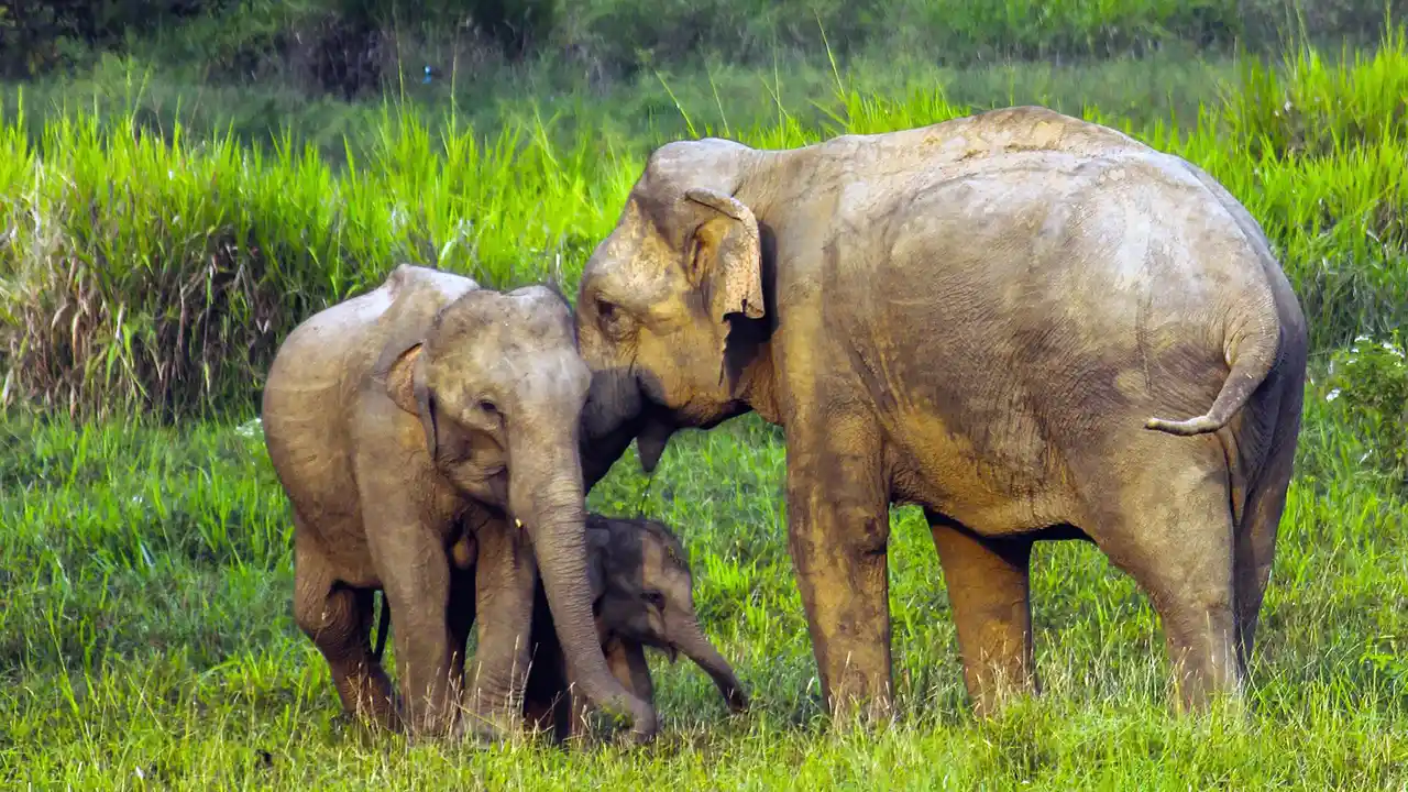 Plan your visit to Wasgamuwa National Park, Sri Lanka