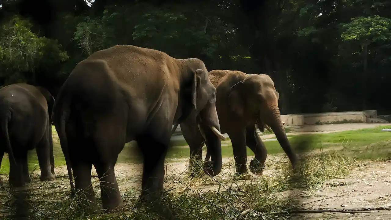 Plan your visit to Wilpattu National Park, Sri Lanka
