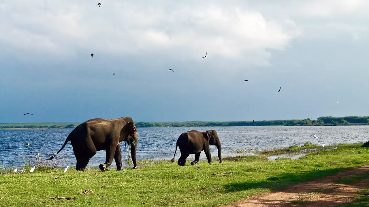 Tissamaharama as a quieter alternative to Yala National Park, Sri Lanka