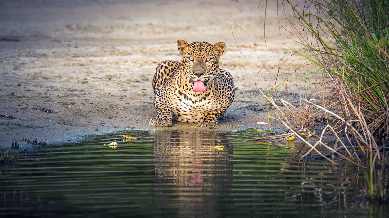 Quiet leopard safari in Wilpattu National Park, Sri Lanka