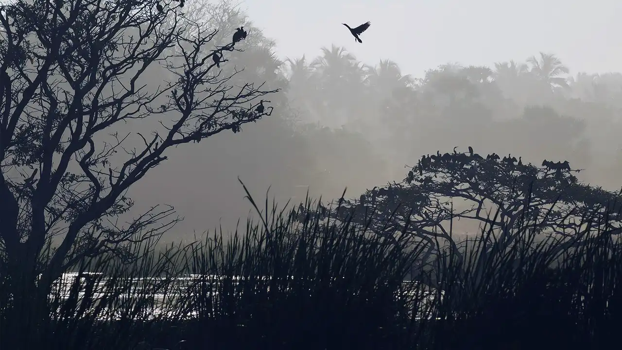 Tissamaharama wetland landscape near Yala, Sri Lanka