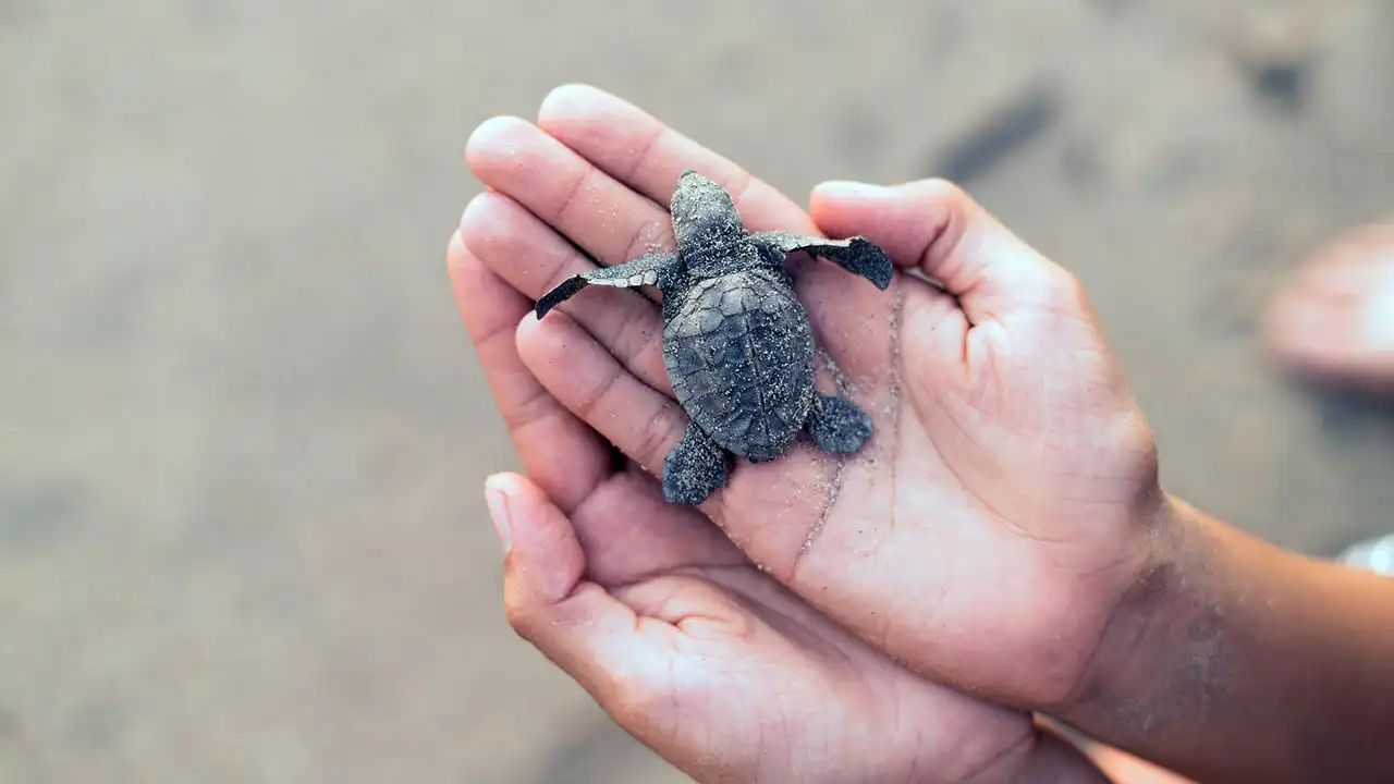 Sea turtle rescue and rehabilitation tanks at Kosgoda, Sri Lanka