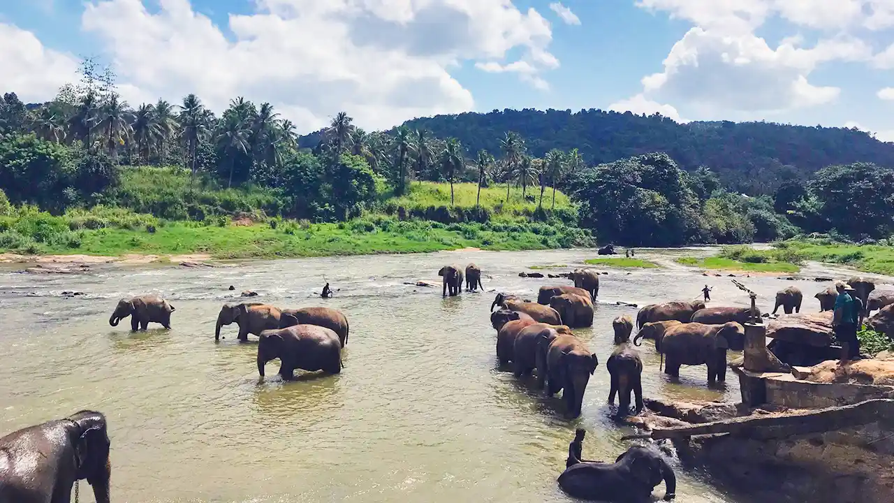 Elephants bathing in the river at Pinnawala Elephant Orphanage, Sri Lanka
