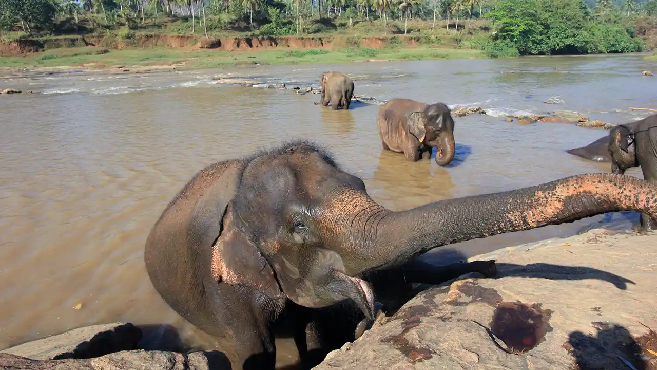 Elephants walking to the river for bathing at Pinnawala Elephant Orphanage, Sri Lanka