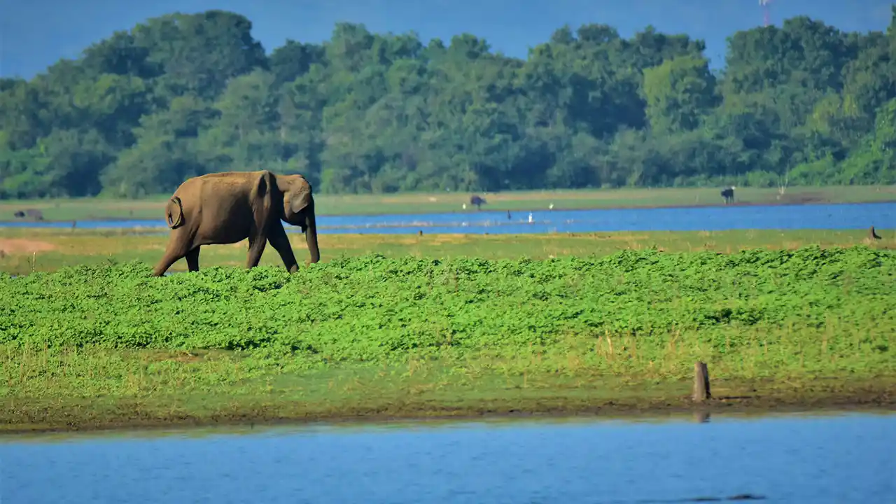 `Scenic wildlife landscape in Yala National Park, Sri Lanka`