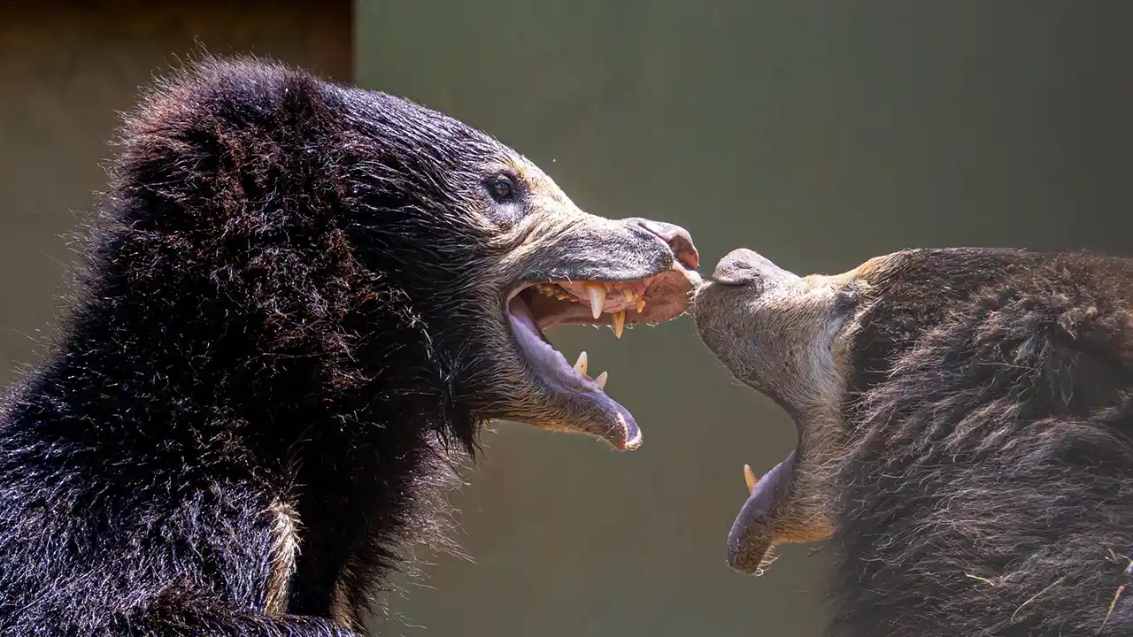 `Sloth bear sighting in Yala National Park, Sri Lanka`