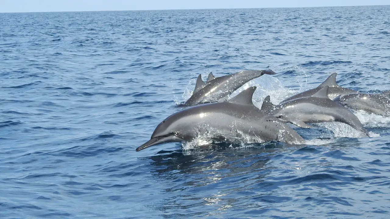 Sperm whales and dolphins during a Mirissa whale watching safari, Sri Lanka