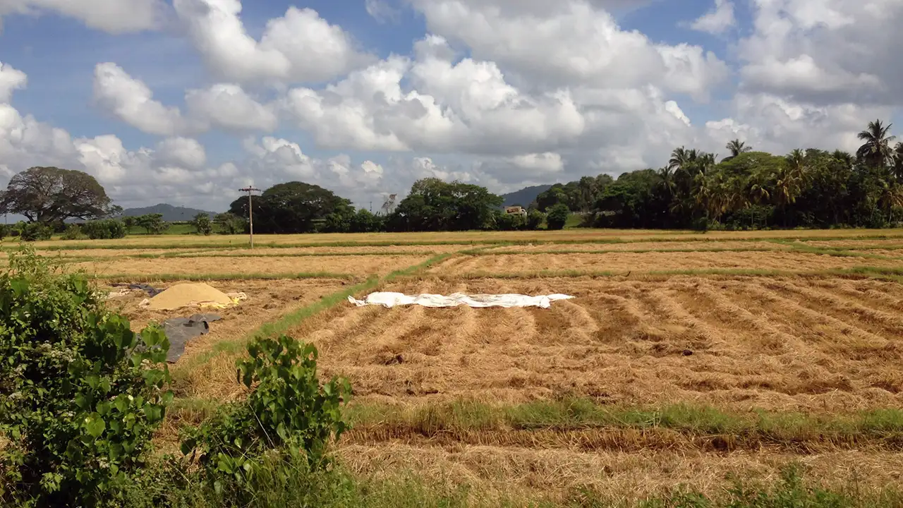Tissamaharama landscape near Yala National Park, Sri Lanka