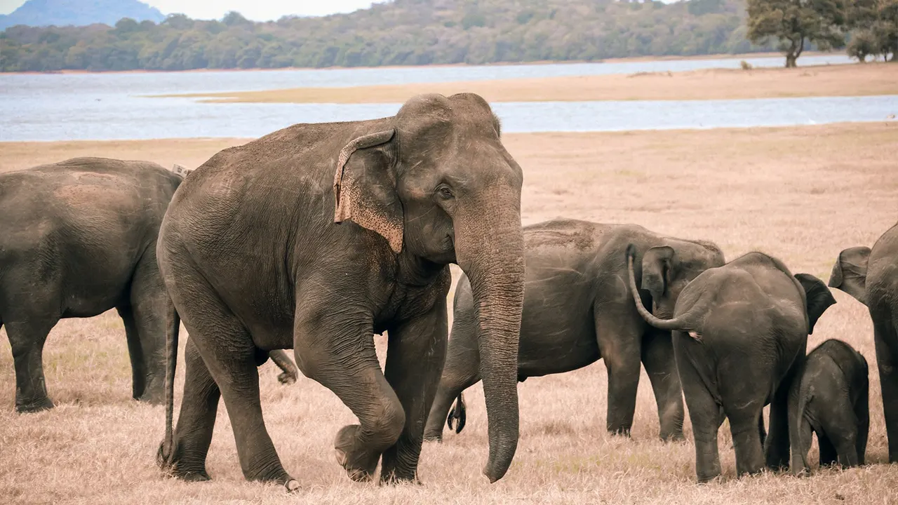 Ancient Sri Lankan reservoir with 1,700 years of history — Sri Lanka Travel Tours