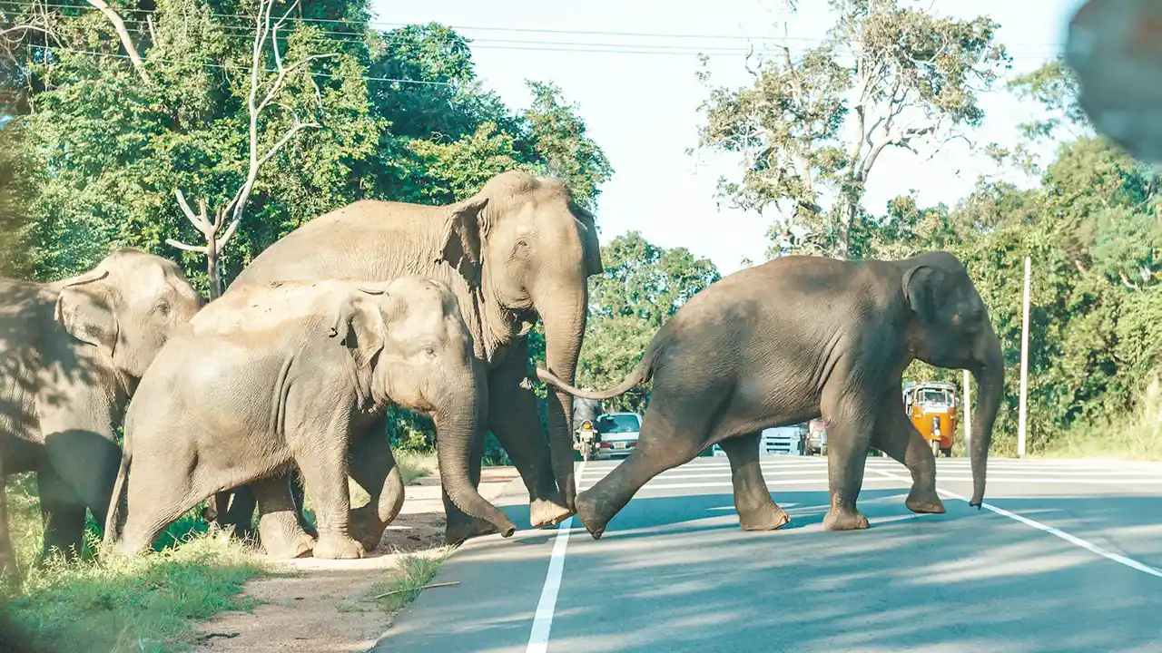 Game drive through a villu in Wilpattu National Park, Sri Lanka